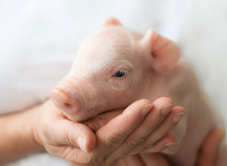 畜産農家の方はこちら