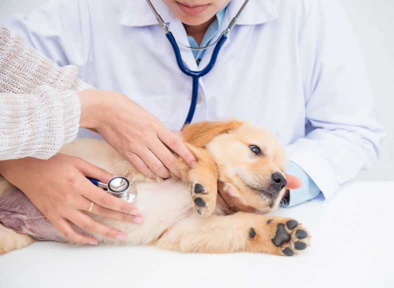 小動関係の方はこちら